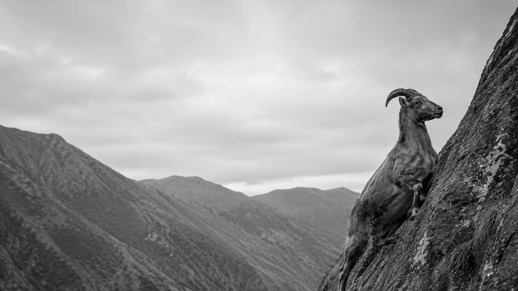 An ibex on a mountain ridge